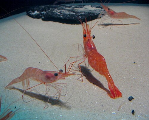 Northern shrimp